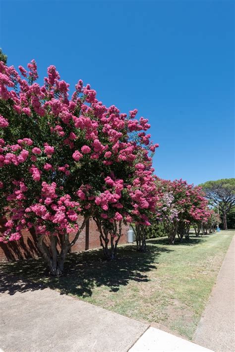 Crepe Myrtles How To Grow And Care For Crepe Myrtle Myrtle Tree