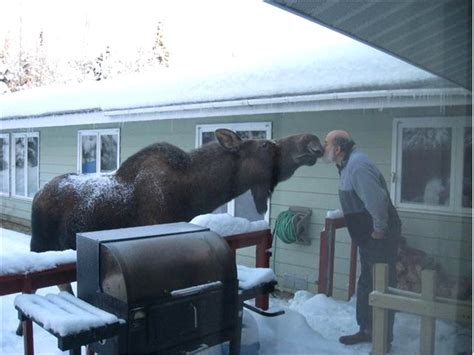 Newfie Jokes And All Da Funniest Pictures Funny Moose Picture And