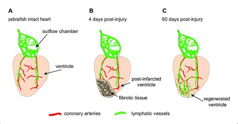The gas bladder is a special, gas filled chamber in a fish's body cavity. The lymphatic vessels of the zebrafish heart facilitate regeneration... | Download Scientific ...