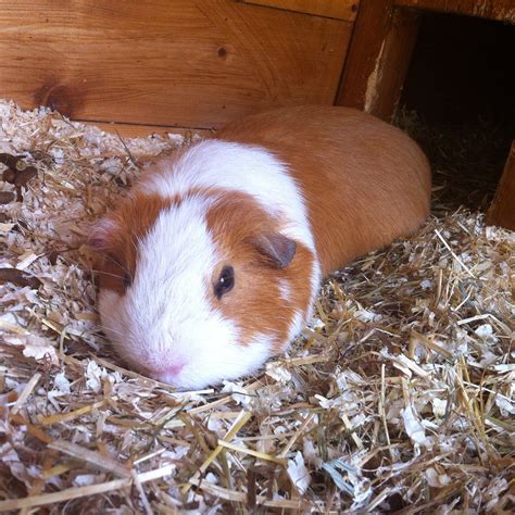 All Things Guinea Pig All About My Blog And About My