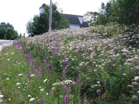 Invasive Plants Of Cape Breton Angelica Sylvestris Officinalis Gigas
