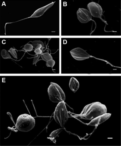 Morphological Alterations In Promastigote Forms Of Leishmania Download Scientific Diagram