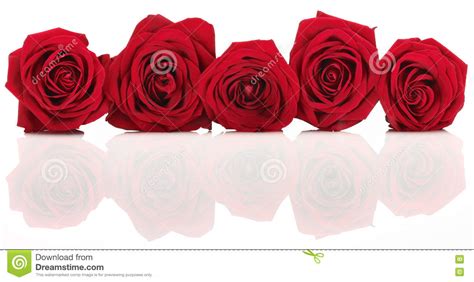 Red Rose Banner Stock Image Image Of Roses Pretty Floral 77792915