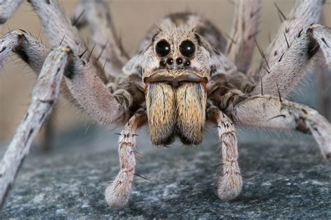 Wolf Spider Facts Lifespan Pics Eyes Biggest Bite