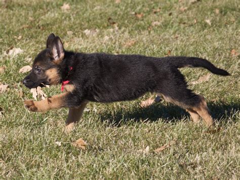 … is very sweet, independent, lovable girl! Vollmond - German Shepherd Puppies For Sale | Chicago ...