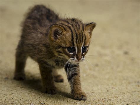 Rusty Spotted Kitten Rajaji National Park Smallest Wild Cat Species