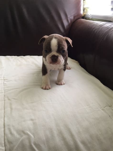 Boston terrier puppy for sale near north carolina, franklin, usa. Boston Terrier Puppies For Sale | Riley, MI #298063