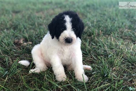 Registered and all paperwork available. Ms. Black: Saint Berdoodle - St. Berdoodle puppy for sale ...