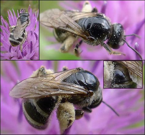 Réf 94496 — Insecta Hymenoptera Halictidae Lasioglossum