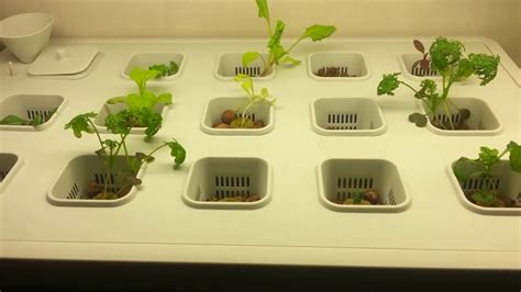 Set up your hydroponic garden like in the video. Ikea Hydroponics System - isaac dls