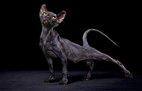 166 Hairless Cat Names Lovetoknow