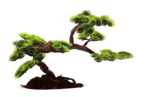 See more ideas about bonsai tree care, bonsai tree, bonsai. Bonsai Tree Care 8 Tips for Beginners - small garden ideas