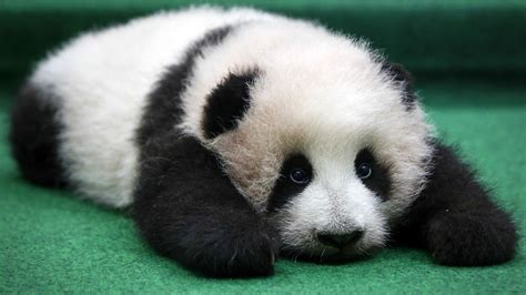 Sleepy Panda Cub Makes First Public Appearance Cbbc