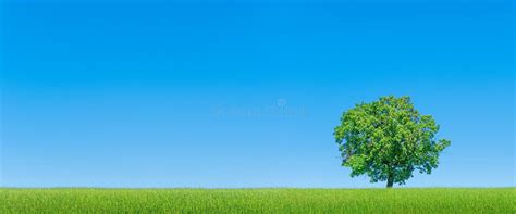 Panorama Of Green Field With Solitary Tree Stock Photo Image Of