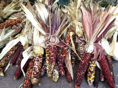 This Bill Would Preserve Native American Seeds Modern Farmer