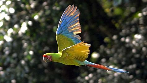 Brazilian Blue Macaw Parrot From Disney Movie ‘rio Now Extinct In