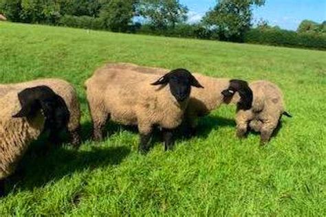 3 Pedigree Suffolk Breeding Lambs Rams Sellmylivestock The Online