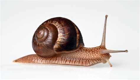 Walking Snail Photograph By Gustavo Andrade