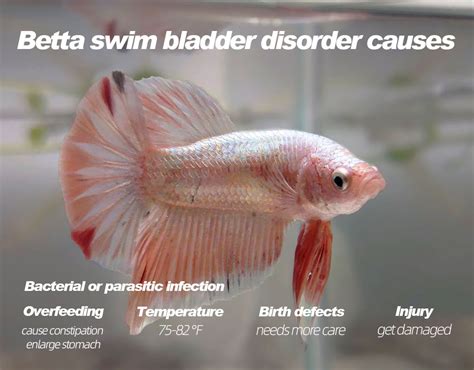 Betta Swim Bladder Disorder Causes And Cures Hygger