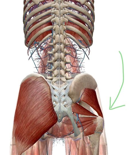 Hip Tendon Anatomy