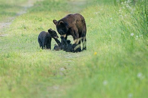 Black Bears Of Eastern North Carolina Ed Erkes Nature Photography