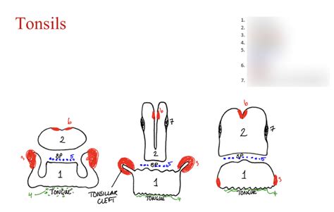 Oral Cavity Tonsil Locations Diagram Quizlet