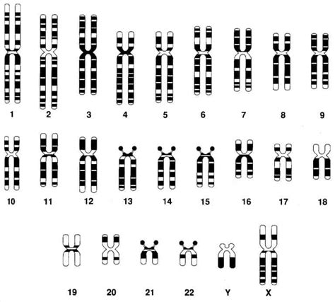 Cromosomas Mind Map