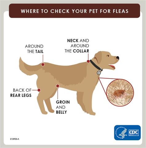 How To Get Rid Of Fleas On Dogs Some Ways To Spot Fleas On Dogs