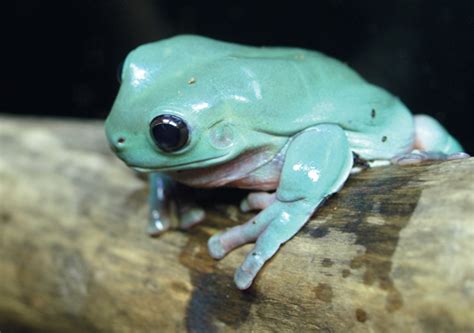 Dumpy Tree Frog Bransons Wild World