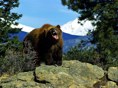 Pozadine Za Desktop Životinje Ljuti Medvjed