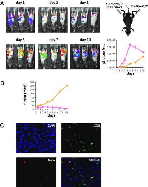 Bioluminescence Imaging Bli Of T Cell Trafficking In Vivo A