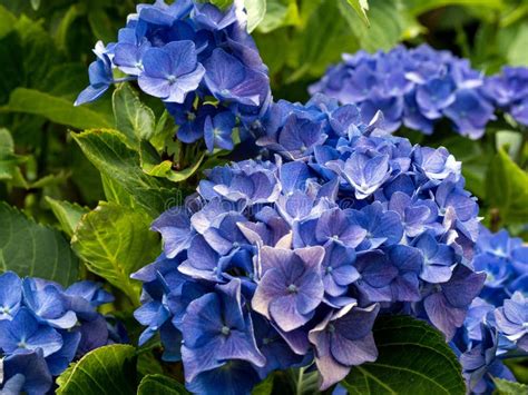 Close Up Of Blue Hydrangea Flower Stock Photo Image Of Bright
