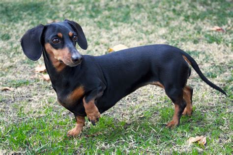Dachshund Dog Breed Information Pictures And More Daschundhumor