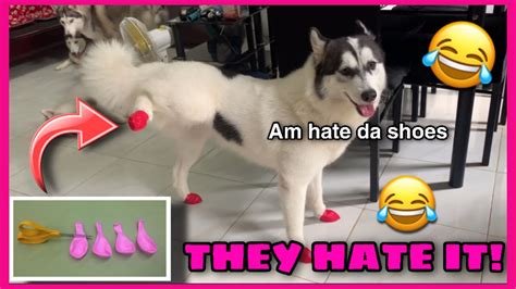 Siberian Huskies Tries Diy Shoes For The First Time Reactions Was