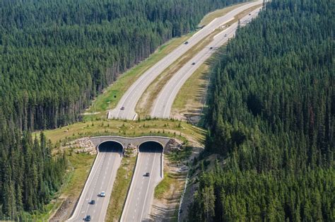 Wildlife Crossings Key To Highway Safety In Banff Discoverapega
