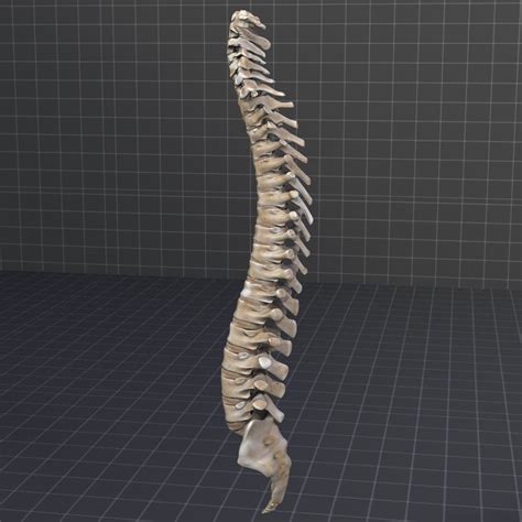 Human Vertebral Column 3d Model In Anatomy 3dexport