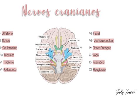 Nervos Cranianos Mapa Mental Anatomia I