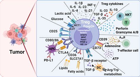Frontiers Functional Diversities Of Regulatory T Cells In The Context Of Cancer Immunotherapy