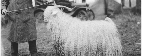 Series On Wool What Is Mohair