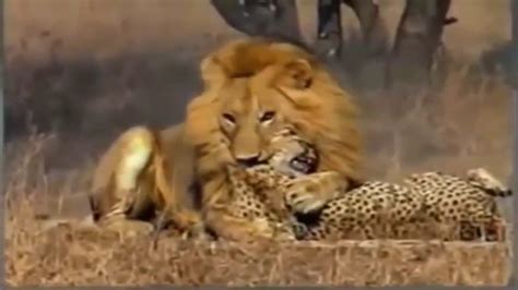 Tiger Vs Jaguar Cheetah Lions Attacks Youtube