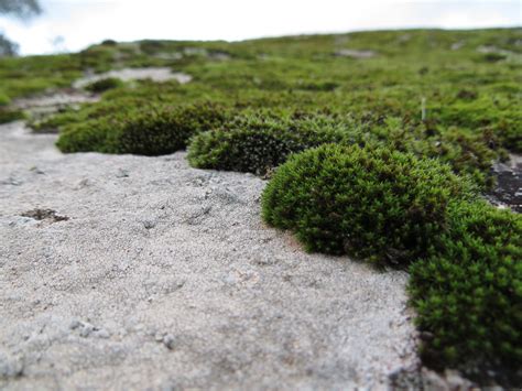 Moss Invasion Of Lichen Space Field Of View Campo De Vis Flickr