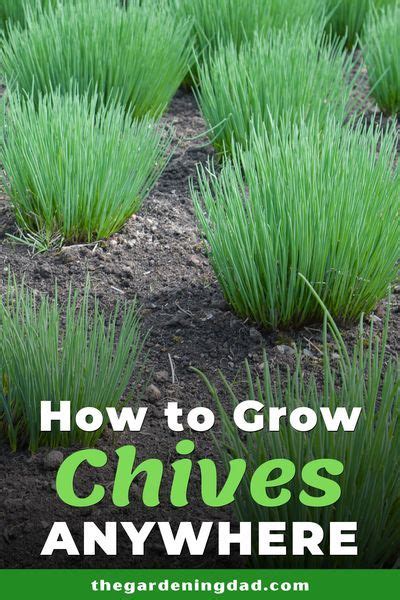 How To Grow Chives Proven Tips The Gardening Dad In