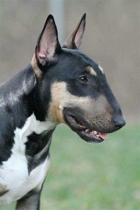 I took this border fine arts china dog and painted her to resemble a tri color in a photograph. 1767 best bull terriers images on Pinterest | English bull ...