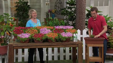 Robertas 9 Piece Hardy Succulent Ice Plant Collection On Qvc Youtube