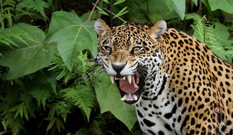 The Most Dangerous Animals Of The Amazon Rainforest Worldatlas
