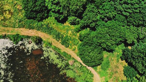 Download Wallpaper 1920x1080 Swamp Body Of Water Trees Aerial View