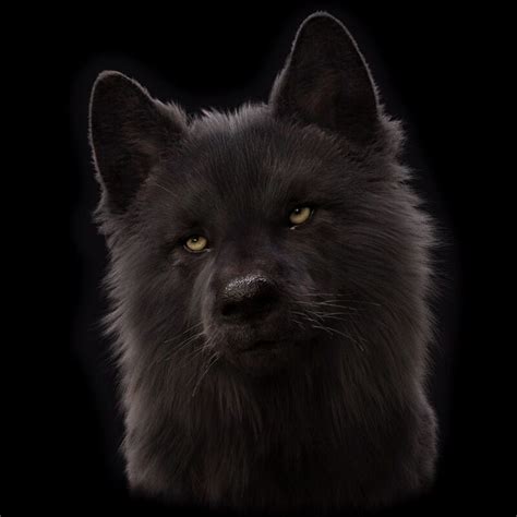 Artstation Black Wolf Looking Up Massimo Righi Black Wolf Wolf