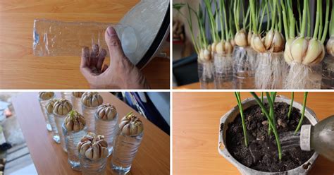 Garlic is not only delicious but it's also healthy to your body. Stop Buying Garlic At The Store. Here's How To Grow Garlic ...