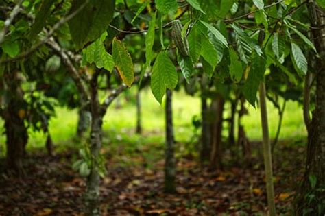 New Research Shows Cocoa Agroforestry Could Help Côte Divoire Achieve