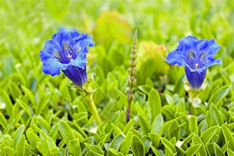 Flores De Bach Gentian Gran Hermandad Blanca